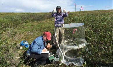 Dr. Gersony and Dr. Prager measuring the photosynthetic rates of a tundra plant community. Dr. Gersony is giving a thumbs up.