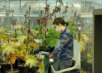 Dr. Gersony is measuring photosynthesis on a dehydrated Ricinus communis plant in a well-lit growth chamber.